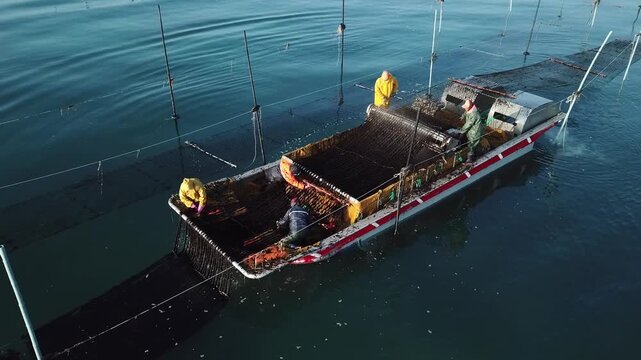 Korea seaweed origin sea port laver harvest production work harvesting operation fishing village ocean aquaculture farm seaweed raw material fishery industry fishing aquaculture fishermen marine 