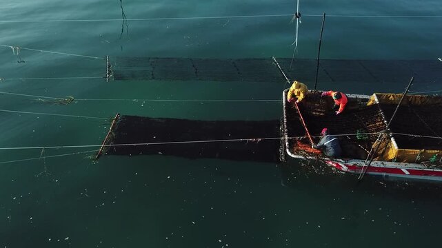 Korea seaweed origin sea port laver harvest production work harvesting operation fishing village ocean aquaculture farm seaweed raw material fishery industry fishing aquaculture fishermen marine 