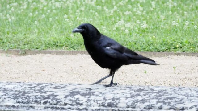 Grand Corbeau (Corvus corax) marchant sur une pelouse dess&eacute;ch&eacute;e pendant la canicule dans un parc urbain