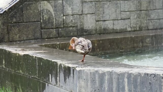 Canard colvert (Anas platyrhynchos) se lissant le plumage sous la pluie au bord d'une fontaine pendant la canicule au parc de Sceaux