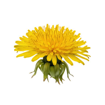 An extreme close-up of a vibrant canary yellow dandelion in peak bloom, showcasing its prickly green bracts against a stark white background in hyper-realistic detail, botanical study concept