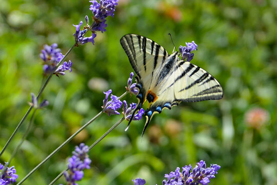 Scarce Swallowtail Butterfly (Iphiclides podalirius) Feeding on Lavender Flowers in Bloom