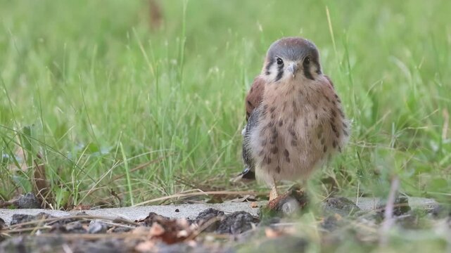 A fledgling American kestrel (Falco sparverius) hunts insects on the ground in a Lassen County, California backyard, in slow motion.