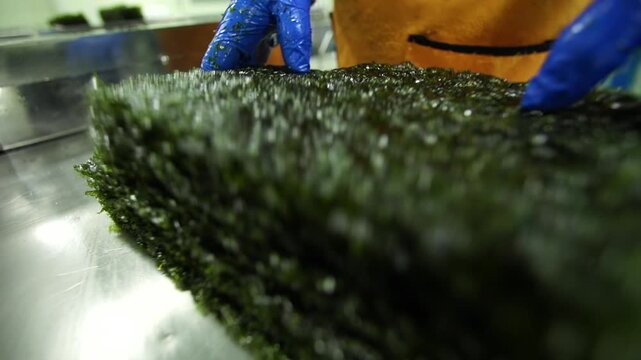 Korea traditional seaweed laver snack production processing food manufacturing line dried k-food superfood healthy sea product seafood marine industry aquaculture roasted savory seasoned crispy 