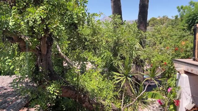 Vista del jard&iacute;n mediterr&aacute;neo desde la ventana