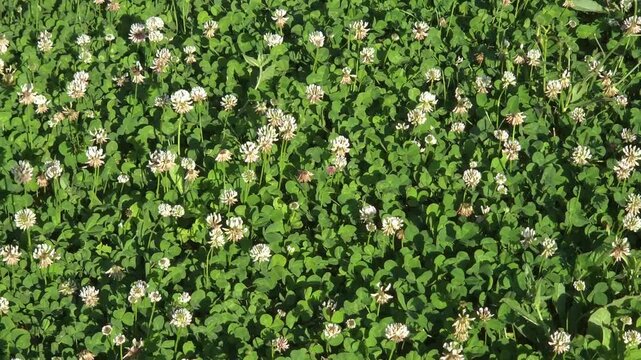 Green, three-leaved, yellowish-flowered decorative plants