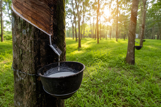 Fresh latex dripping from rubber tree into bowl at tropical plantation, sustainable natural rubber harvesting