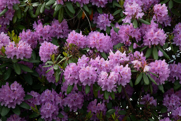 Fototapeta premium pink Rhododendron