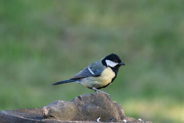 great tit parus major © MarteJohannessen