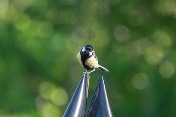 great tit parus major © MarteJohannessen