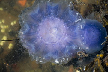 blue jellyfish in the water © MarteJohannessen
