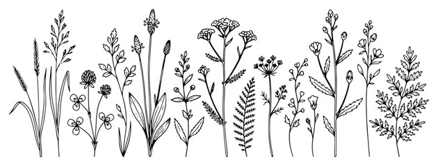 Wildflowers and field herbs border with minimalist botanical line art drawings of garden weeds © Cristiano