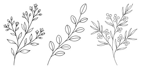 Botanical branch drawings with minimalist leafy twigs and small berries in outline style © Cristiano