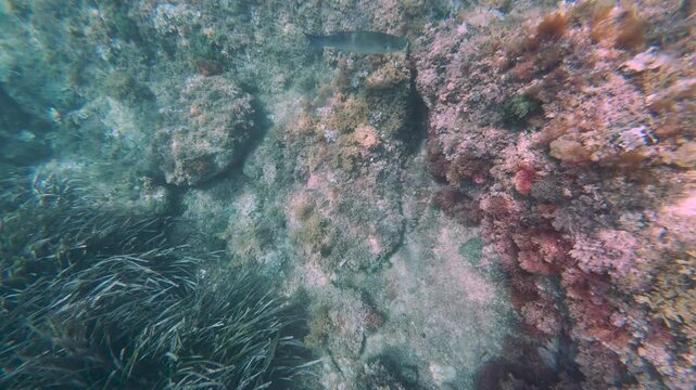 Underwater scene with fish swimming over algae covered rocks