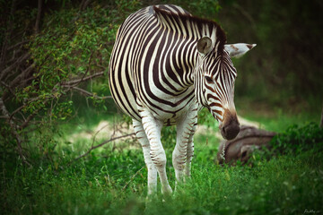 African zebra walking through the bushveld © Roger