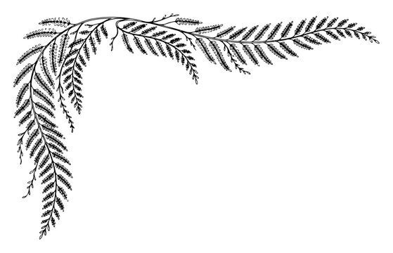 fern leaf corner border with curved tropical fronds in elegant botanical style