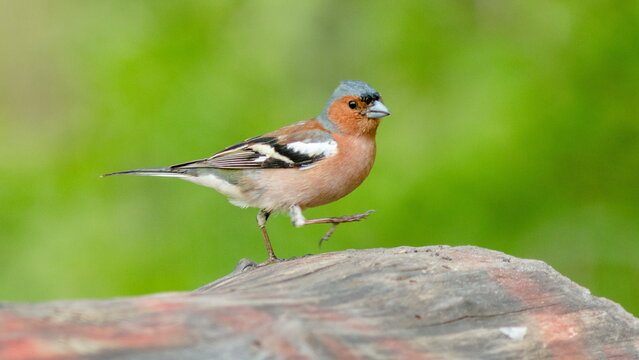 robin red breast