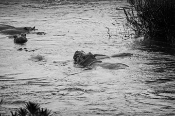 Hippopotamuses resting in a river, black and white wildlife photography © Roger