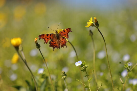una farfalla virgola su un fiore in primavera