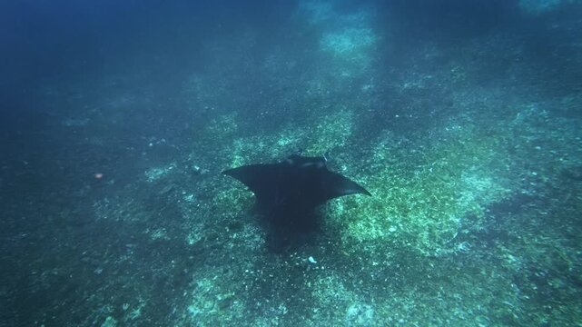 Reef manta ray Mobula alfredi underwater video footage, large graceful ray gliding over tropical coral reef in deep blue sea, Komodo National Park, Indonesia, vulnerable species marine wildlife
