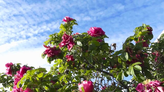 Beautiful Rosa rugosa bush with vibrant pink flowers and fresh green leaves gently swaying in the wind against a blue sky with scattered clouds on a bright sunny day