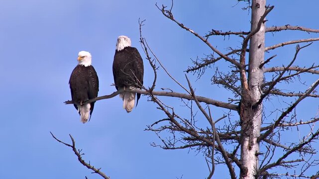 Two majestic bald eagles perched on bare branches against a clear blue sky