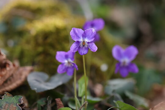 fiori di violetta nel bosco al tramonto