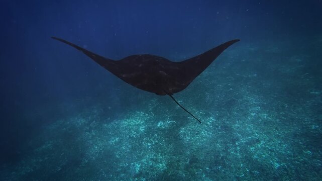 Reef manta ray Mobula alfredi underwater video footage, large graceful ray gliding over tropical coral reef in deep blue sea, Komodo National Park, Indonesia, vulnerable species marine wildlife