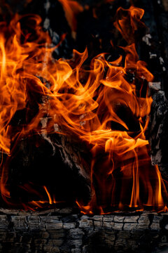 Flames around charred wood. Flames over burning logs. Orange flames near embers. Campfire flames texture closeup.