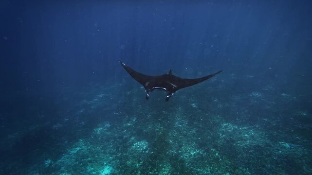 Reef manta ray Mobula alfredi underwater video footage, large graceful ray gliding over tropical coral reef in deep blue sea, Komodo National Park, Indonesia, vulnerable species marine wildlife