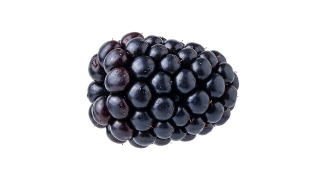 Fresh Ripe Blackberry Fruit Isolated on White Background Healthy Organic Sweet Summer Berry Closeup Studio Shot
