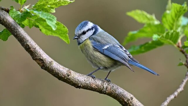 Eurasian blue tit perched on a tree branch: close-up nature wildlife cinematography cyanistes caeruleus