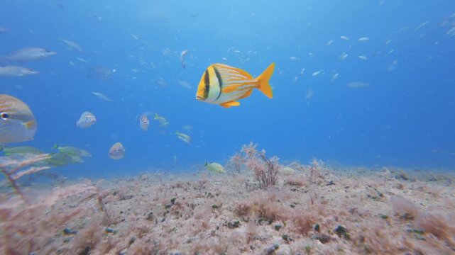 fish swimming in ocean with coral reef