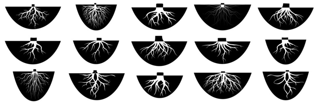 Plant root systems growing in soil, showing different underground structures and shapes