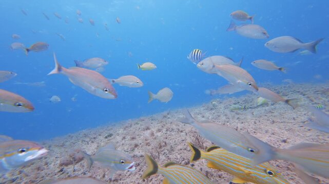 fish swimming in ocean with coral reef