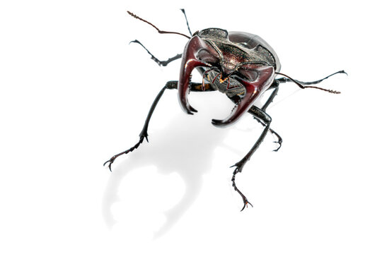 Front view of male stag beetle isolated on white background. Macro shot of lucanus cervus with prominent large mandibles