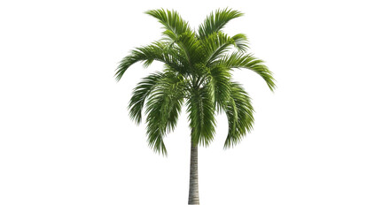 Fototapeta premium Palm tree on transparent background, isolated