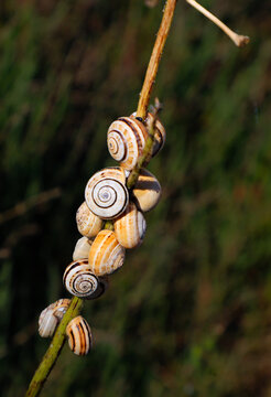 escargots perch&eacute;s