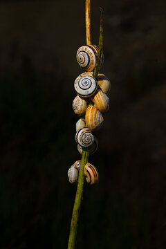 escargots perch&eacute;s
