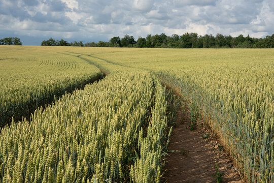 Tractor tracks through ripening wheat field under dramatic summer sky