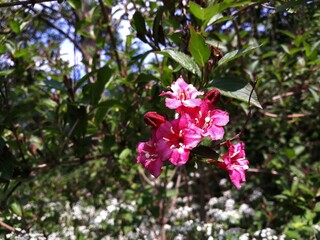 Naklejka premium Red flowers of Weigela Eva Rathke, in the garden. 