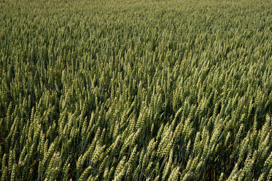 Ripening wheat crop moving in the wind, agricultural field texture and background