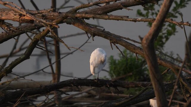 An adult great egret (Ardea alba) seen from behind while it is preening its feathers