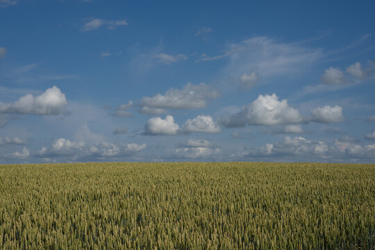 Ripening wheat field under blue sky with white clouds, summer agricultural landscape