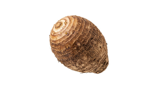 Raw fresh whole taro root vegetable isolated on white background. Organic edible tuber plant for healthy diet.