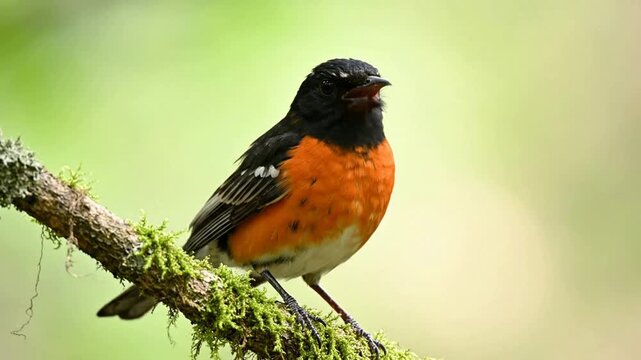 Vibrant american redstart bird perched on mossy branch in lush forest setting setophaga ruticilla songbird