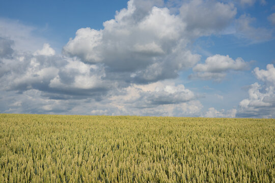 Ripening wheat field under blue sky with white clouds, summer agricultural landscape