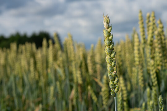 Wheat ear against blue sky and clouds, ripening grain crop in summer agricultural field