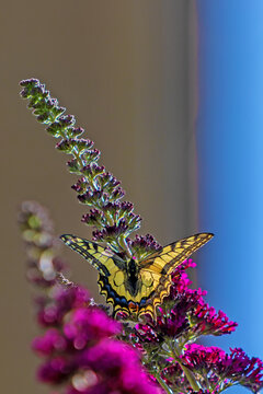 Schmetterling - Schwalbenschwanz - Falter - Allg&auml;u - Flieder