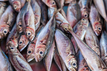 Obraz premium Fresh Lampuki fish packed on crushed ice at the famous Marsaxlokk fish market in Malta, showing their vivid pink and silver hues